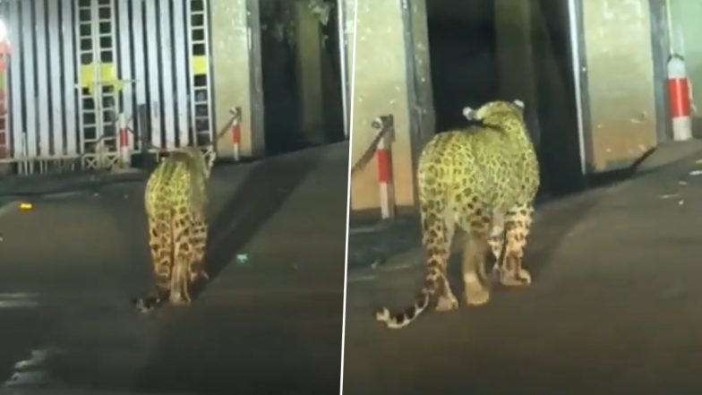Leopard Takes 'Post-Dinner Walk' in Nainital, Video of Big Cat Casually Wandering in City Goes Viral