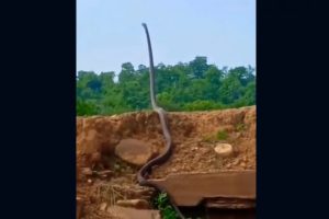 King Cobra Stands Straight Like Man On Ground, Scary Video Terrifies Internet (Watch)