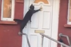 This Cat Knocks on Door To Let Be In! Old Video of 'Britain's Politest Cat' Goes Viral Again