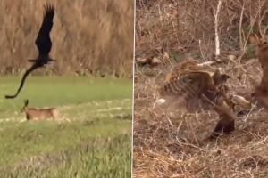 Viral Video: Rabbit Jumps in Air to Escape the Claws of Swooping Eagle
