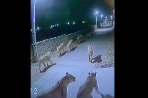 Gujarat: Lions Seen Roaming on Street of Amreli Village, Fear Grips Residents After Scary Video Goes Viral