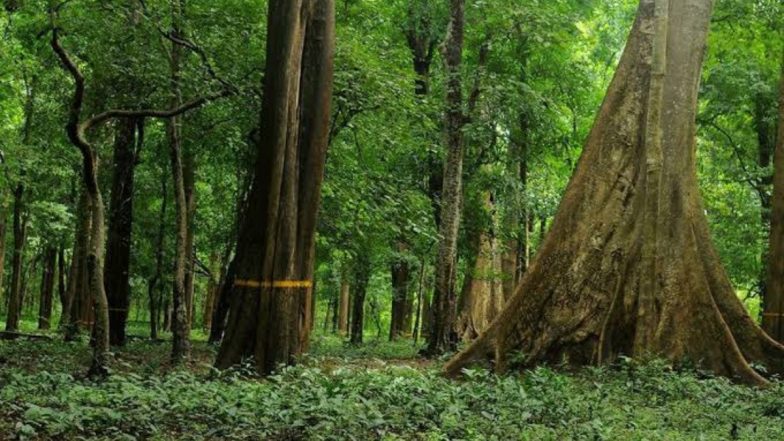 Kerala: 114-Year-Old Teak Tree Planted by British at Nilambur Fetches Record Price Close to Rs 40 Lakh at Auctioned