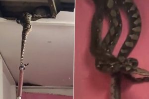 Viral Video: Mating Pythons Crash Through Ceiling in Malaysia
