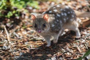 All Sex and No Sleep Might Kill the Endangered Quoll Species According to New Research from Australia; Everything You Need to Know