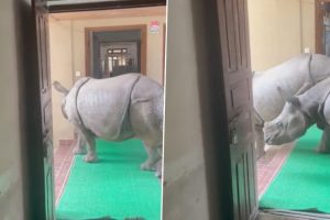 Viral Video: Two Rhinos Roam Freely Inside a Building at Chitwan National Park in Nepal