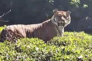 Tamil Nadu: Tiger Spotted at a Tea Estate in Ooty, Video of Big Cat Roaming Freely Goes Viral