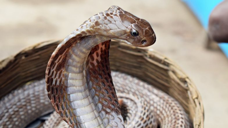 Bihar: 'Smart' Family Takes King Cobra to Hospital After Snake Bites Girl in Saran, Know Why (Watch Video)