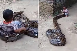 Video of Child Fearlessly Playing With Giant Python Shocks Internet (Watch)