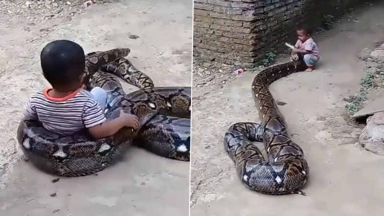 Video of Child Fearlessly Playing With Giant Python Shocks Internet (Watch)