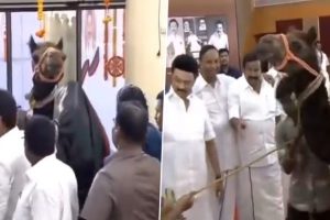MK Stalin Birthday: DMK Cadres Gift Camel to Tamil Nadu CM in Chennai (Watch Video)