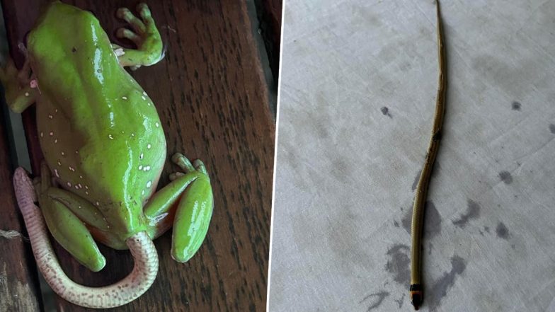 Live Snake Comes Out of Frog's Bum! Viral Photo Showing Highly Venomous Snake Coming Out of Frog's Backside Will Make You Say 'Can Happen Only In Australia'