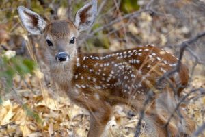 Fawn Falls Into 60-Foot Deep Well in Maharashtra's Yeola, Watch Video To Know How Farmer Rescued Baby Deer