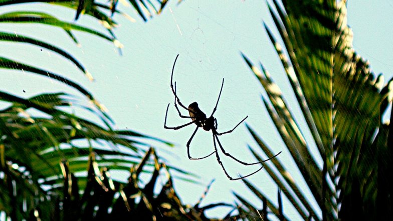 What Is Spider Rain? What Makes Spiders 'Rain' From Sky? Know Everything About Weird and Terrifying Phenomenon