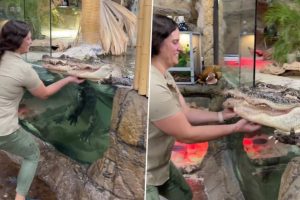 Viral Video of Alligators Enjoying a Good Scratch Is Too Cute To Be Missed
