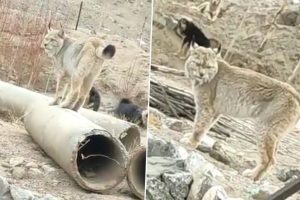 Rare Animal Found in Ladakh, Netizens Believe It To Be Tibetian Lynx After Video Goes Viral