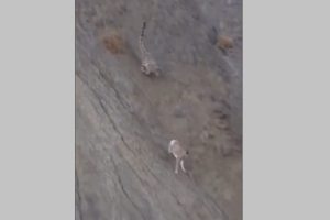 Snow Leopard Hunts Down Urial After Fiery Chase on Sloppy Terrain, Wildlife Photographer Captures Hair-Raising Moments (Watch Video)