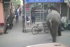 Elephant Attack: Video of Wild Jumbo Attacking People on Street Goes Viral