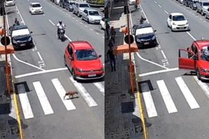 Women Presses Car Brake Pedal for Dog Crossing Signal, ‘Absent-Minded’ Biker Rams Into Vehicle From Behind; Terrifying Accident Video Goes Viral