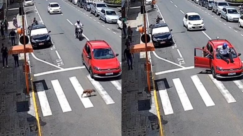 Women Presses Car Brake Pedal for Dog Crossing Signal, ‘Absent-Minded’ Biker Rams Into Vehicle From Behind; Terrifying Accident Video Goes Viral