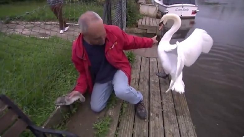 Angry Mother Swan Attacks Man As He Saves Baby Swan Stuck in Wired Fence, Old Video Goes Viral