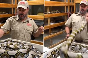 'Wasn’t Too Happy to See Me': Reptile Zoo Founder Jay Brewer Dodges Multiple Attacks by Giant Snake in Thrilling Video