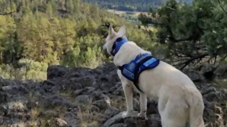 US: Remains of 71-Year-Old Hiker, Missing for 2 Months, Found With His Dog Alive Beside Him in Colorado