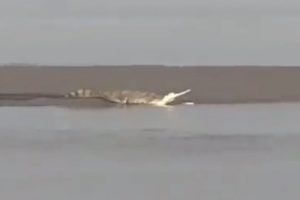 Crocodile in Ayodhya: Panic Among Locals After Giant Crocodile Spotted Near Guptar Ghat in Saryu River, Video Goes Viral