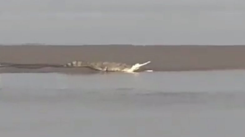 Crocodile in Ayodhya: Panic Among Locals After Giant Crocodile Spotted Near Guptar Ghat in Saryu River, Video Goes Viral