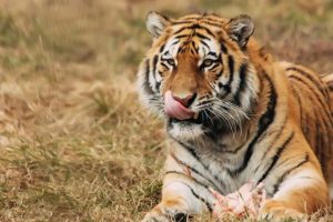 Tiger Fight Caught on Camera in Maharashtra: Tadoba’s Big Cat ‘Bajrang’ Dies In a Fierce Territorial Battle in Chandrapur, Video Goes Viral