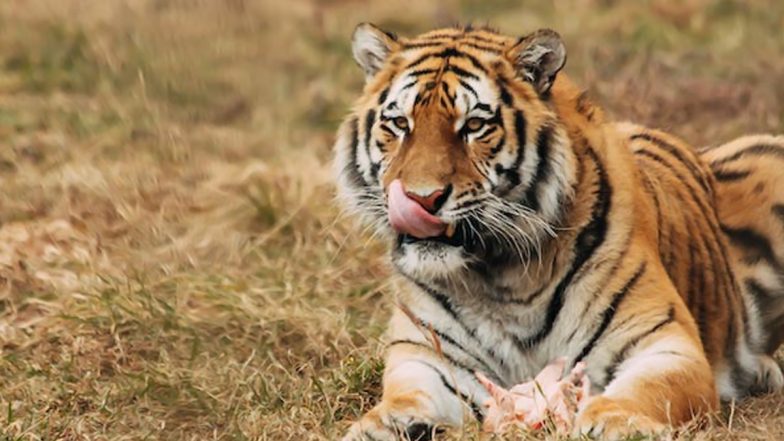 Tiger Fight Caught on Camera in Maharashtra: Tadoba’s Big Cat ‘Bajrang’ Dies In a Fierce Territorial Battle in Chandrapur, Video Goes Viral