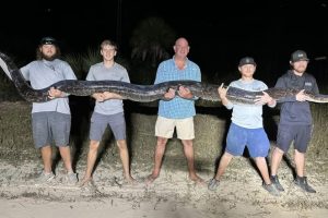 Burmese Python Caught in US: Conservationist, His Son Capture 17-Foot Giant Snake in Florida (See Pic and Video)