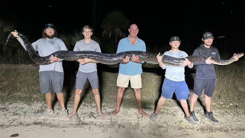 Burmese Python Caught in US: Conservationist, His Son Capture 17-Foot Giant Snake in Florida (See Pic and Video)