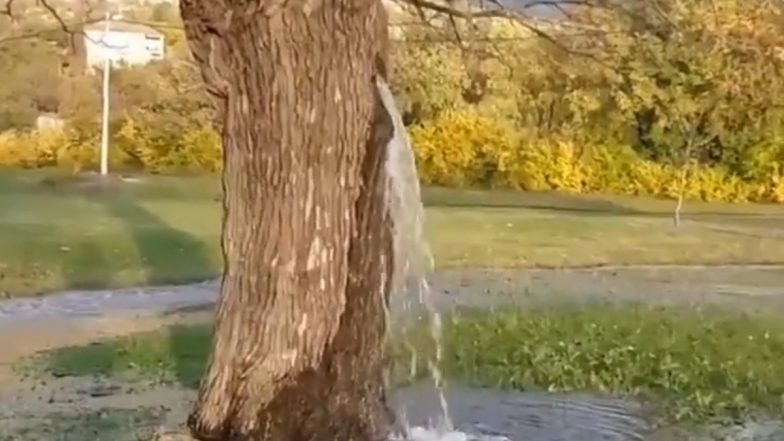 Water Flows Out of 150-Year-Old Mulberry Tree in Montenegro’s Dinosa, Here’s the Reason Behind Viral Video of Tree Gushing Water